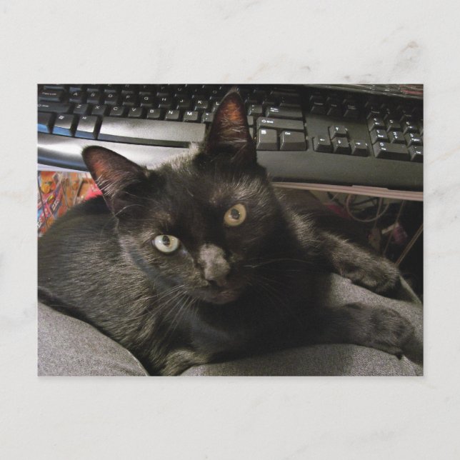 Black Cats Rock Postkarte (Vorderseite)