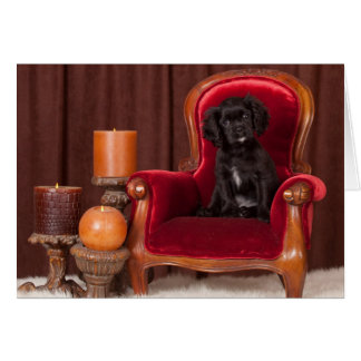 Black Cavalier King Charles Spaniel