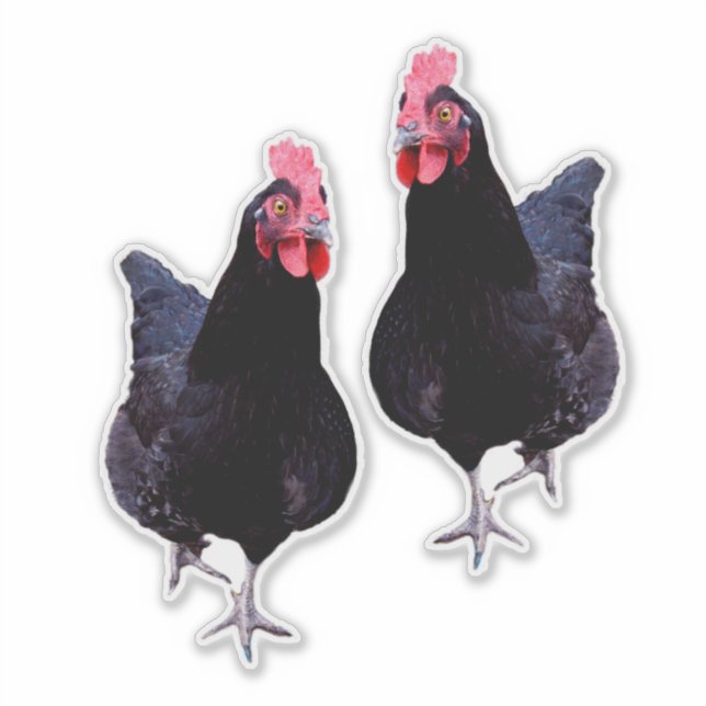 Black Chickens Strut Aufkleber (Vorderseite)