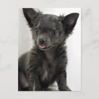 Black Chihuahua Postcard Postkarte