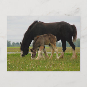 Black Clydesdale und Filly Postkarte