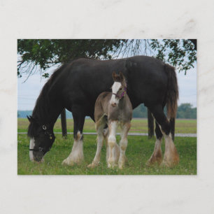 Black Clydesdale und Filly Postkarte