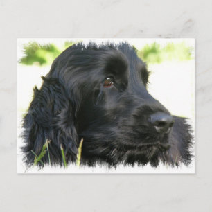 Black Cocker Spaniel Hund Postkarte