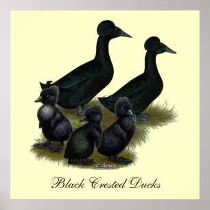 Black Crested Duck Family Poster