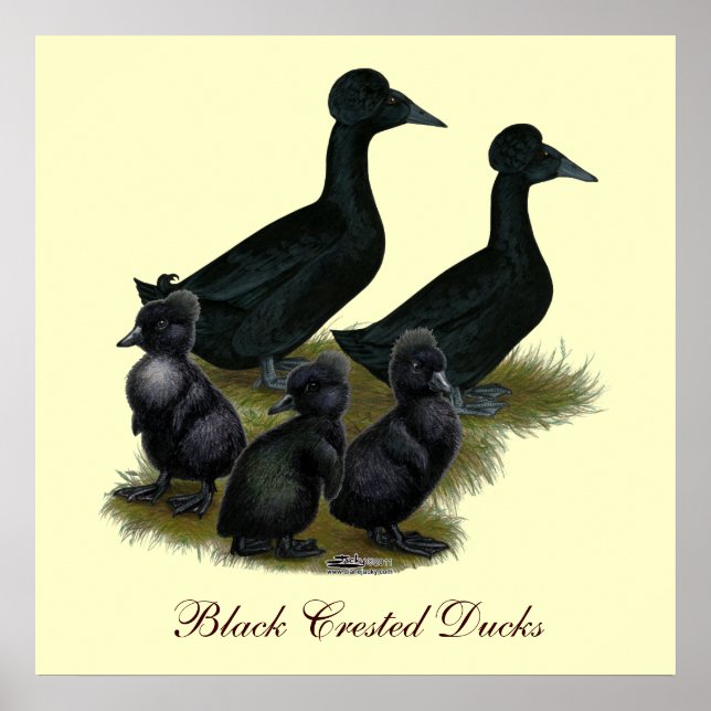 Black Crested Duck Family Poster (Vorne)