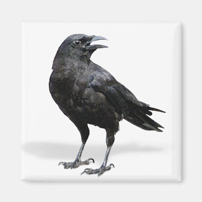 Black Crow-Kühlschrank oder Office-Magnet Magnet (Vorne)