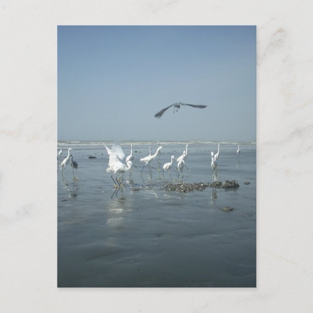 Black Crow und White Cranes: Ein Kontrast in der N Postkarte (Vorderseite)