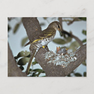 Black Cuckoo Shrike Postkarte