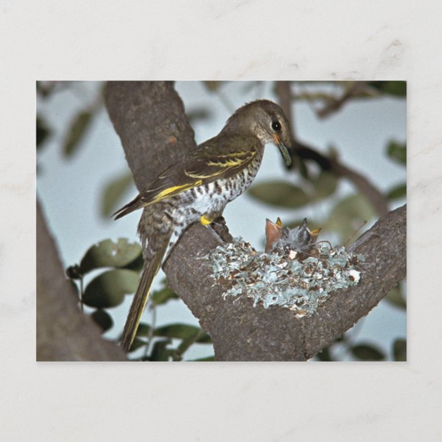 Black Cuckoo Shrike Postkarte (Vorderseite)