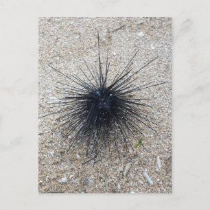 Black Diadem sea urchin in close up on sand beach Postkarte