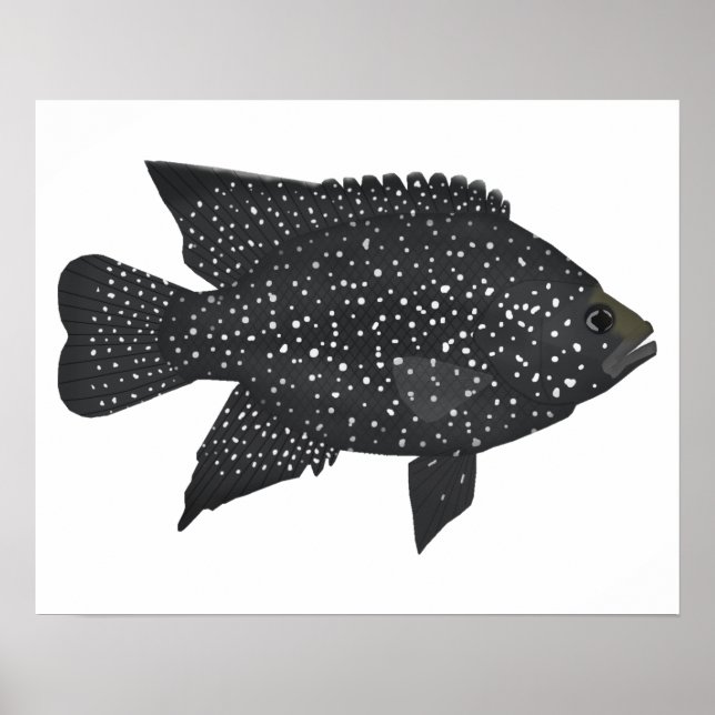 Black Diamond Cichlid Poster (Vorne)