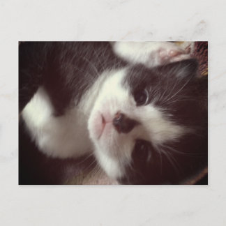 Black Diamond Nose NIEDLICH Kitty Postkarte