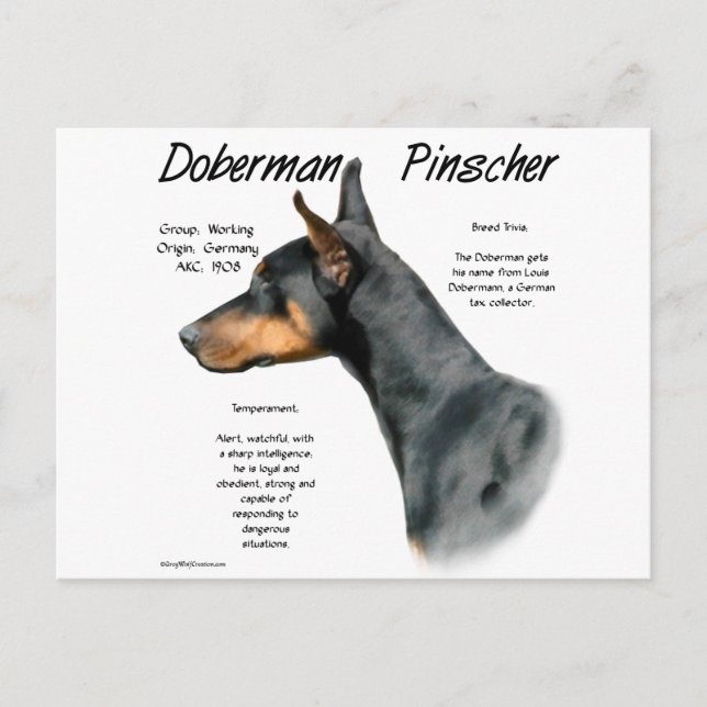 Black Doberman Pinscher History Postkarte (Vorderseite)