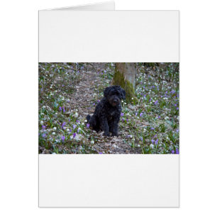 Black English Springer Spaniel