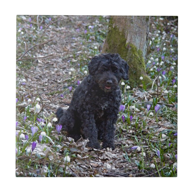 Black English Springer Spaniel Fliese (Vorderseite)