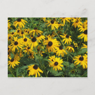 Black Eye Susans Postkarte