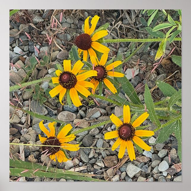 Black-eyed Susans Poster (Vorne)