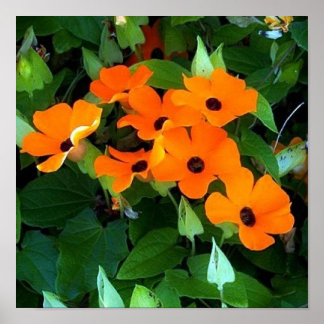 Black Eyes Susan Poster (Vorne)