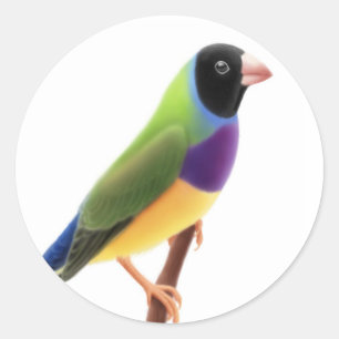 Black Faced Gouldian Finch Runder Aufkleber