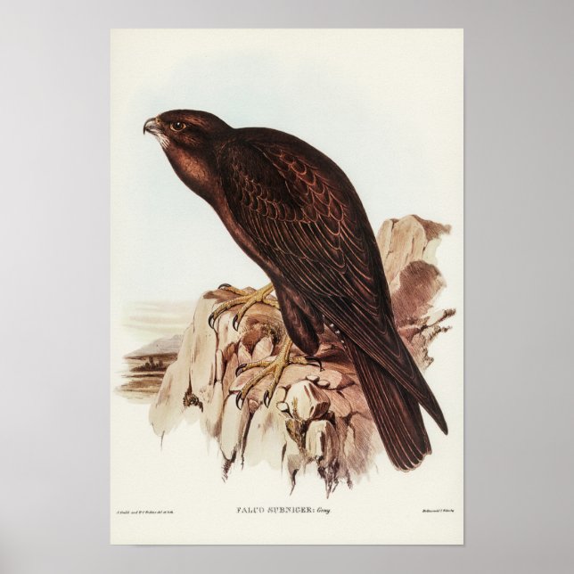 Black Falcon von Elizabeth Gould Poster (Vorne)