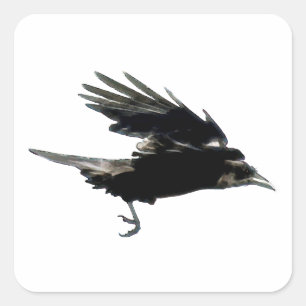 BLACK FLYY CROW Sticker Series
