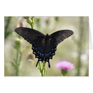 Black Frack Butterfly