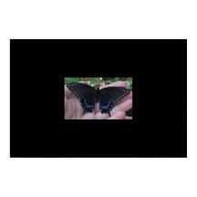 Black Frack Butterfly #1