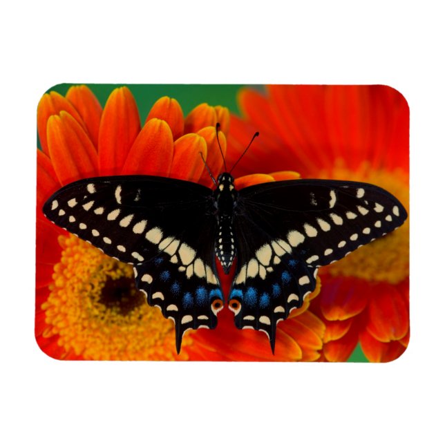 Black Frack Butterfly auf Gerberia Daisy Magnet (Horizontal)