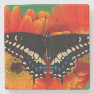Black Frack Butterfly auf Gerberia Daisy Steinuntersetzer