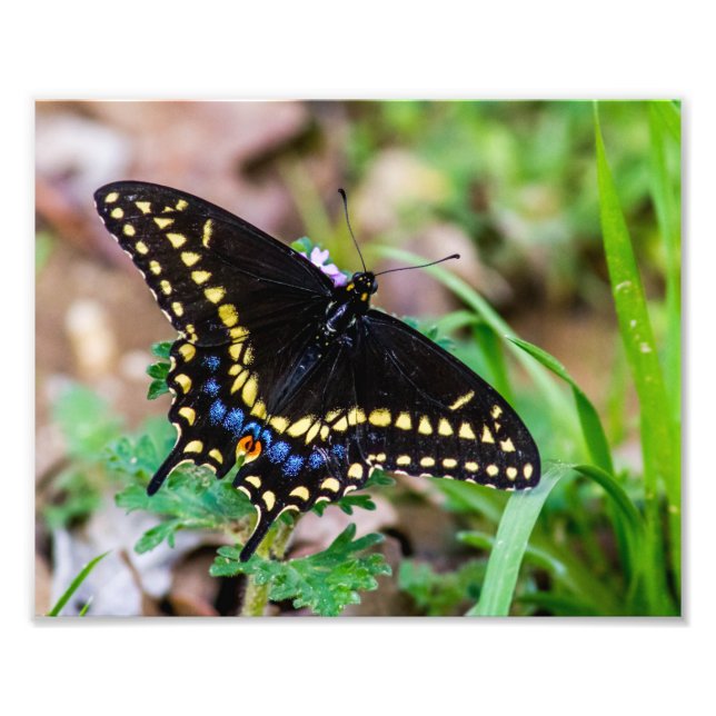 Black Frack Butterfly Fotodruck (Vorne)