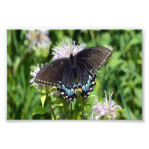 Black Frack Butterfly