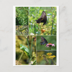 Black Frack Butterfly Life Cycle Postcard Postkarte