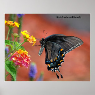 Black Frack Butterfly Poster