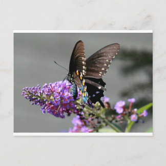 Black Frack Butterfly Postkarte