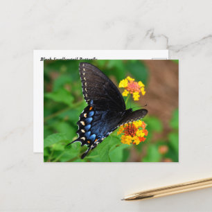 Black Frack Butterfly Postkarte