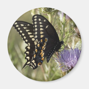 Black Frack Butterfly Round Magnet