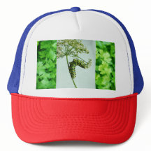 Black Frack Eating Parsley