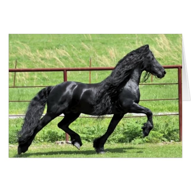 Black Friesian Horse (Vorderseite (Horizontal))