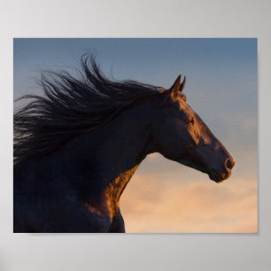 Black Friesian Horse at Sunlight Decoupage Print Poster