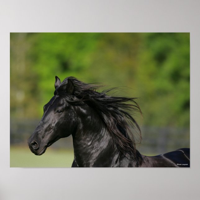 Black Friesian Horse Stallion Headshot Poster (Vorne)