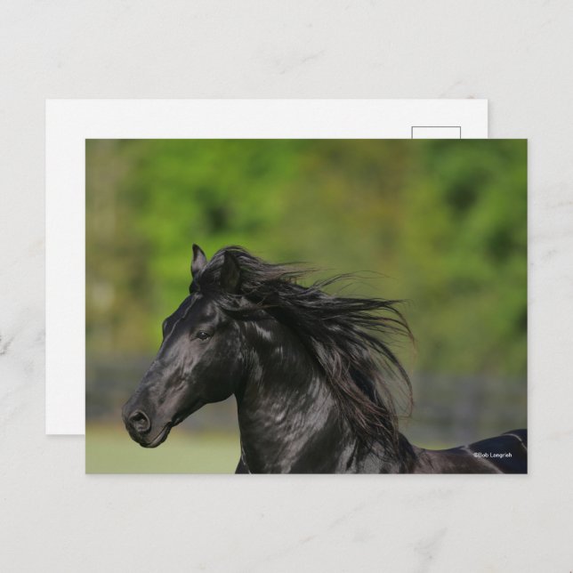 Black Friesian Horse Stallion Headshot Postkarte (Vorne/Hinten)
