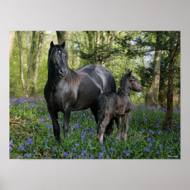 Black Friesian Mare and Foal in Bluebells Poster (Vorne)