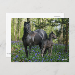 Black Friesian Mare and Foal in Bluebells Postkarte