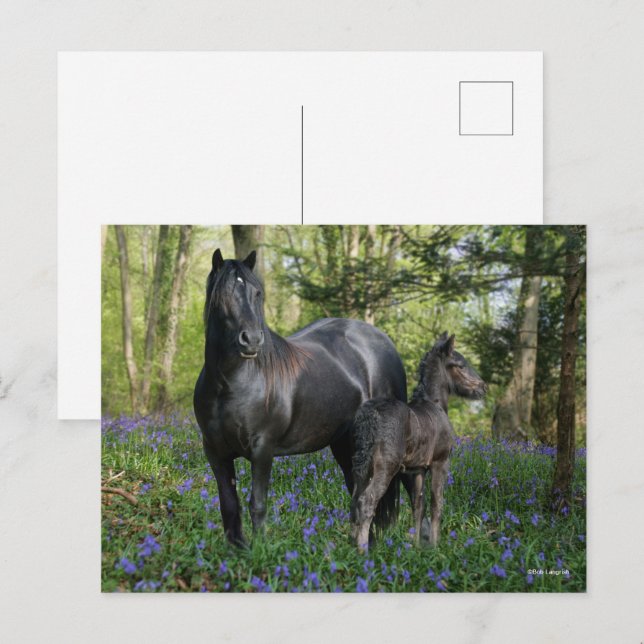 Black Friesian Mare and Foal in Bluebells Postkarte (Vorne/Hinten)