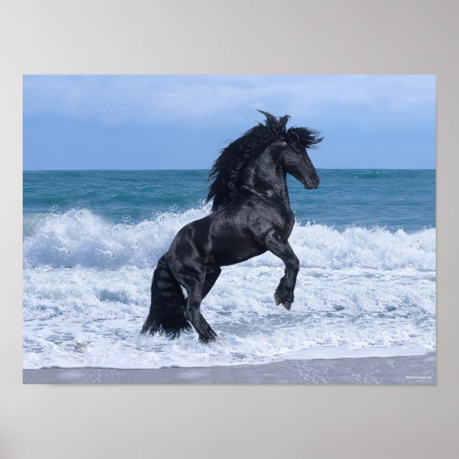 Black Friesian Stallion Rearing In the Sea Poster (Vorne)