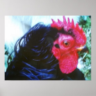 Black Frizzle (Bugsy) Poster