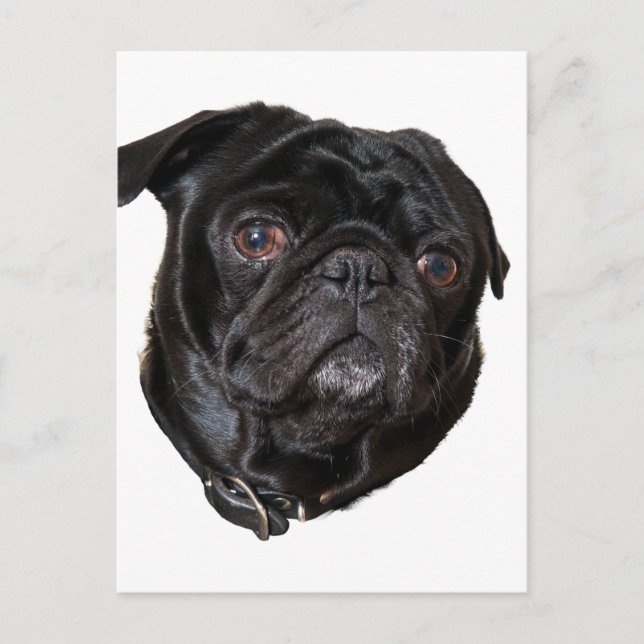 Black Funny Mops Postkarte (Vorderseite)
