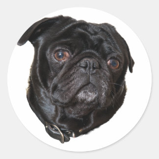 Black Funny Mops Runder Aufkleber