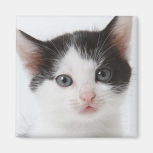 Black Gepunktet Kitten Magnet