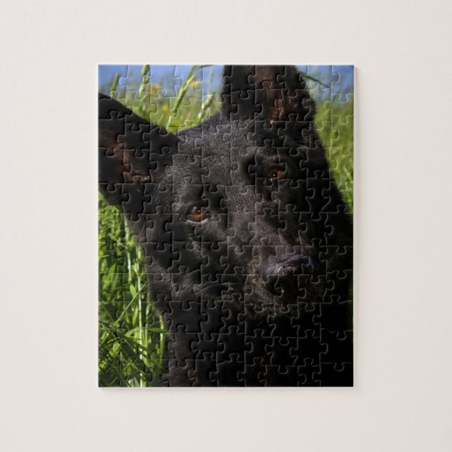 black german shepherd puzzle (Vertikal)